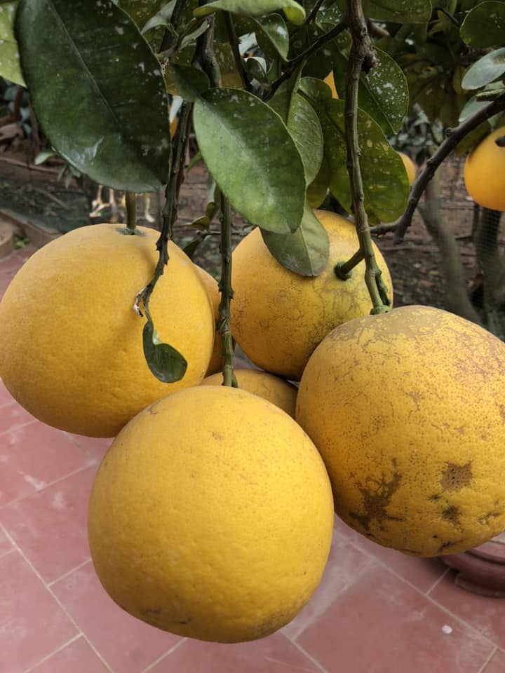 🍊 Bưởi Diễn Phúc Thọ - bưởi Diễn chuẩn vị