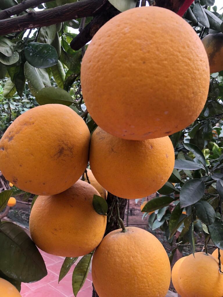 Chọn bưởi Diễn làm quà biếu - bưởi Diễn ngọt tự nhiên, sạch, không thuốc,….